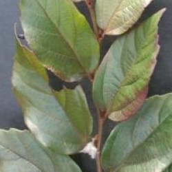 x Sycoparrotia semidecidua 'Purple Haze'