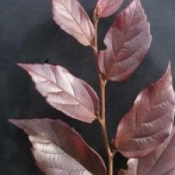 Sycoparrotia Purple Haze
