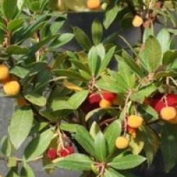 Arbutus unedo