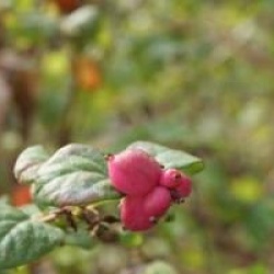 Symphoricarpos x doorenbosii 'Magic Berry'
