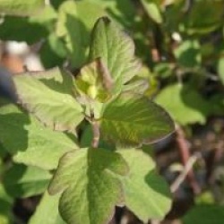 Symphoricarpos x doorenbosii 'Magic Berry'