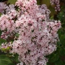 Syringa Josee