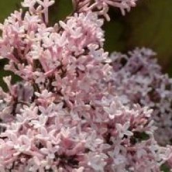 Syringa Josee