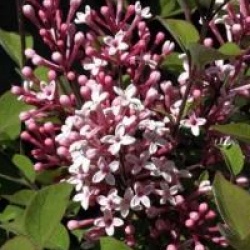 Syringa microphylla 'Superba'