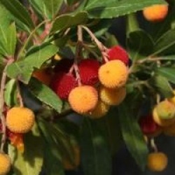 Arbutus unedo