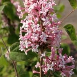 Syringa microphylla 'Superba'