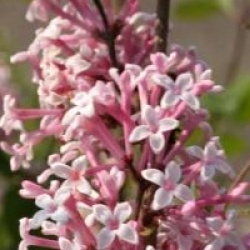 Syringa microphylla 'Superba'