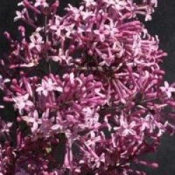 Syringa 'Red Pixie' - Lilas Red Pixie
