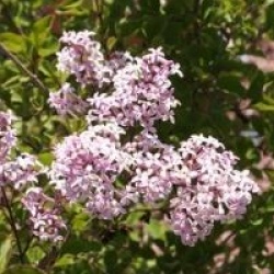 Syringa 'Red Pixie'