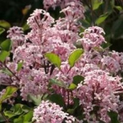Syringa 'Red Pixie'