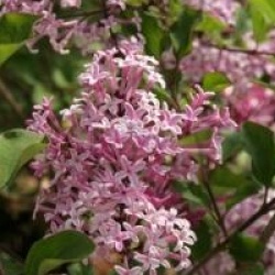 Syringa 'Red Pixie'
