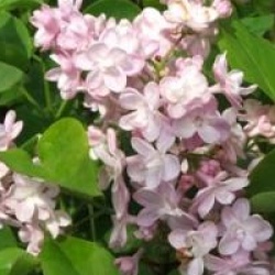Syringa vulgaris 'Belle de Nancy'