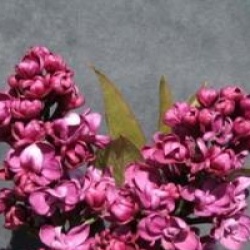 Syringa vulgaris 'Charles Joly'