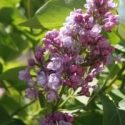 Syringa vulgaris 'Charles Joly'