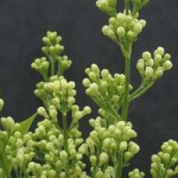 Syringa vulgaris 'Comtesse d'Harcourt'