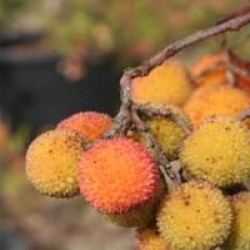 Arbutus unedo 'Atlantic' - Arbousier Atlantic