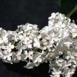 Syringa vulgaris 'Comtesse d'Harcourt'