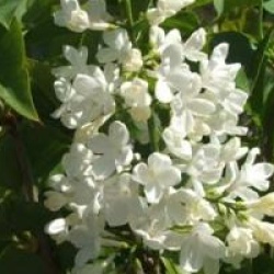 Syringa vulgaris 'Madame Lemoine'