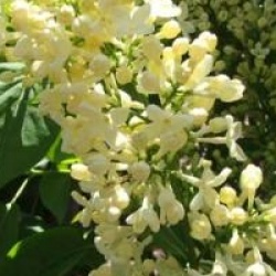Syringa vulgaris 'Primrose'