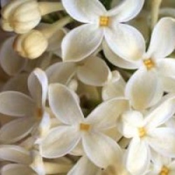 Syringa vulgaris 'Primrose'