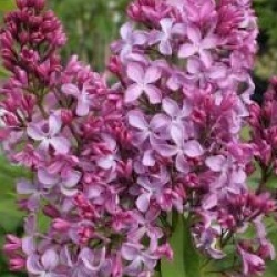 Syringa vulgaris 'Princesse Sturdza' - Lilas Princesse Sturdza