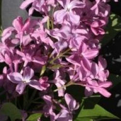 Syringa vulgaris 'Princesse Sturdza'