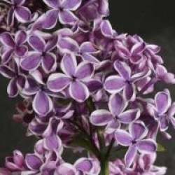 Syringa vulgaris 'Sensation'