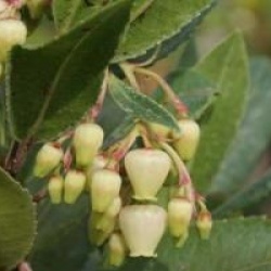 Arbutus unedo 'Atlantic'