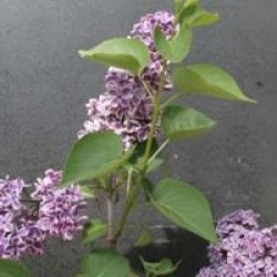 Syringa vulgaris 'Sensation'