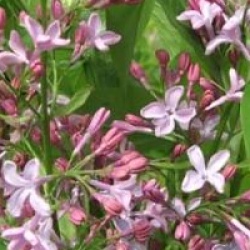 Lilas souvenir de Louis Spaeth
