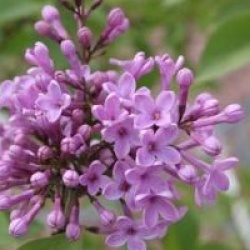 Syringa x chinensis  - Lilas varin