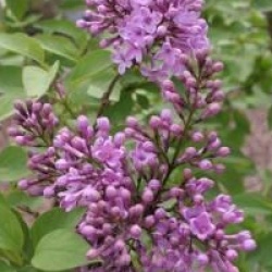 Syringa x chinensis 