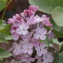 Lilas � fleurs de jacinthe