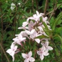 Syringa x persica