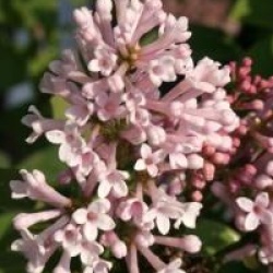 Syringa x prestoniae 'Helen'