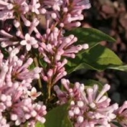 Syringa x prestoniae 'Helen'