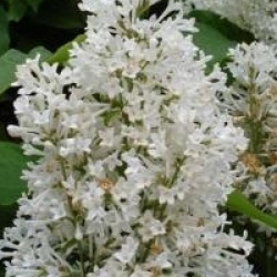 Syringa x prestoniae 'Holger' - Lilas de Miss Preston blanc