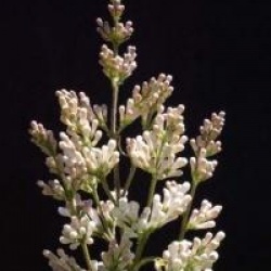 Syringa x prestoniae 'Holger'