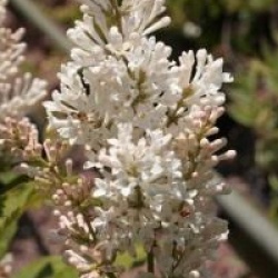 Syringa x prestoniae 'Holger'