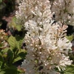 Syringa x prestoniae 'Holger'