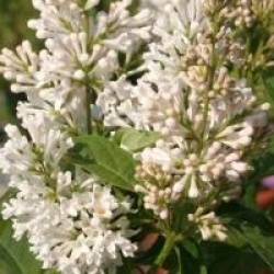 Syringa x prestoniae 'Holger'