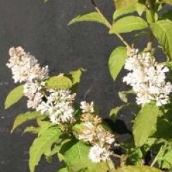 Syringa x prestoniae 'Holger'