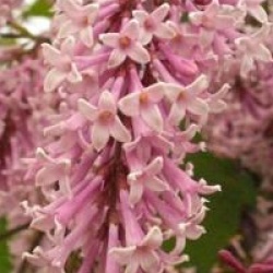 Lilas de Miss Preston rouge