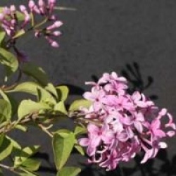 Syringa x chinensis 'Saugeana' - Lilas de Rouen