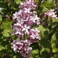 Syringa meyeri 'Palibin' - Lilas Palibin