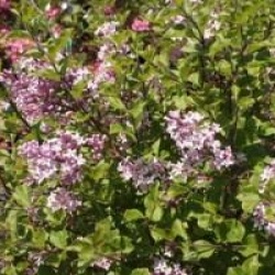 Syringa meyeri 'Palibin'