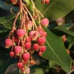 Arbutus x reyorum 'Marina'
