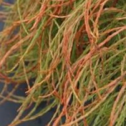 Taxodium distichum var. imbricatum 'Nutans'