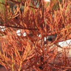 Taxodium distichum var. imbricatum 'Nutans' - Cypr�s chauve fastigi�