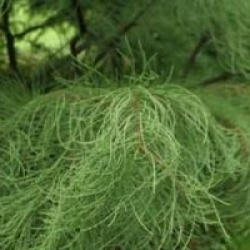Taxodium distichum var. imbricatum 'Nutans'